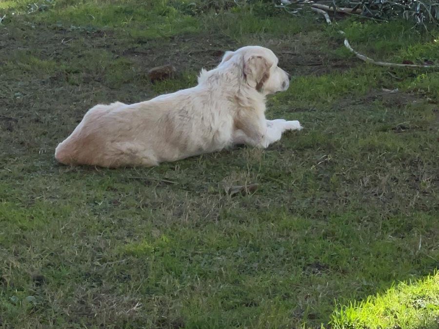 Adozione cane, femmina, Pastore maremmano Pastore maremmano, 6 anni e 2 mesi, taglia grande, Roma