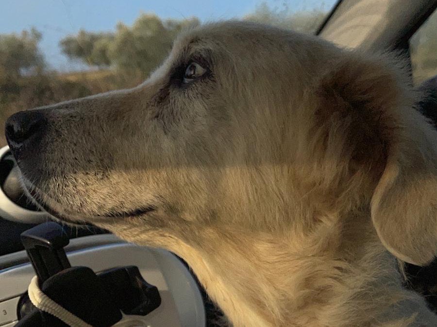 Adotta un cane, femmina, 6 anni e 2 mesi, Roma