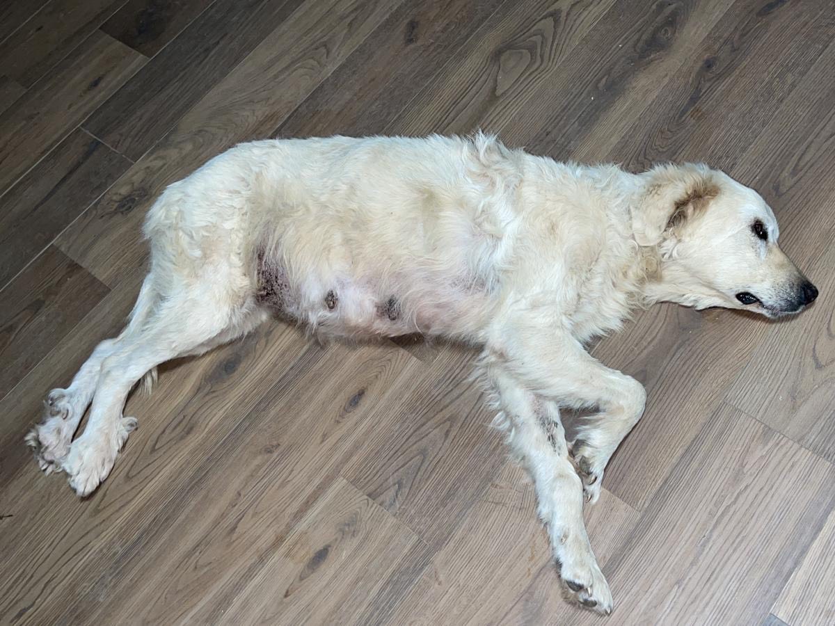 Vuoi adottare un cane a Roma?