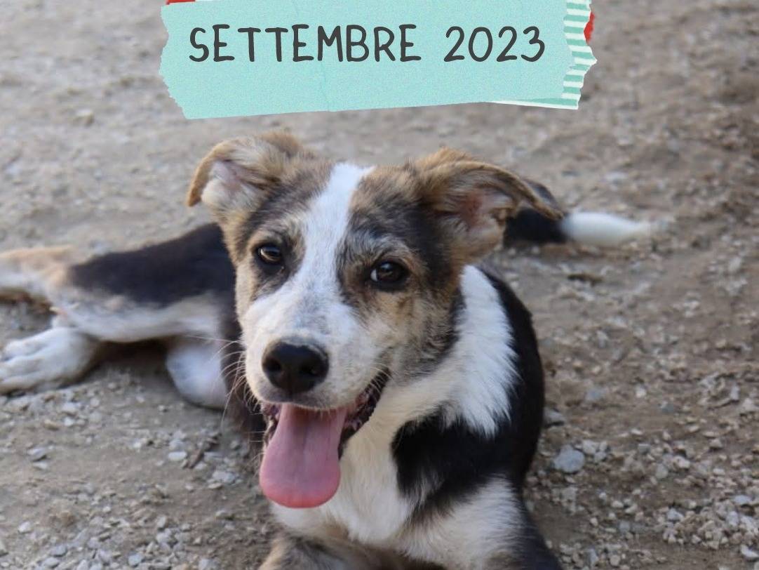 Adozione cane, maschio, Razza sconosciuta Razza sconosciuta, 2 anni e 9 mesi, taglia media, Torino