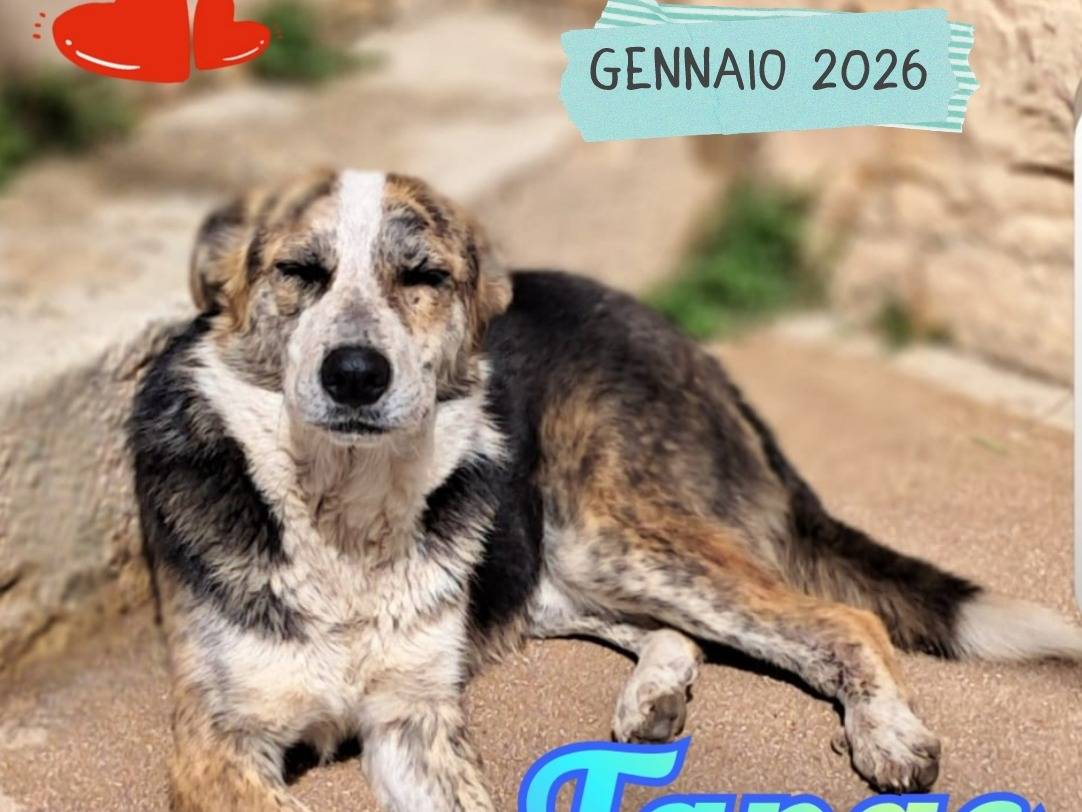 Adotta un cane, maschio, 2 anni e 9 mesi, Torino