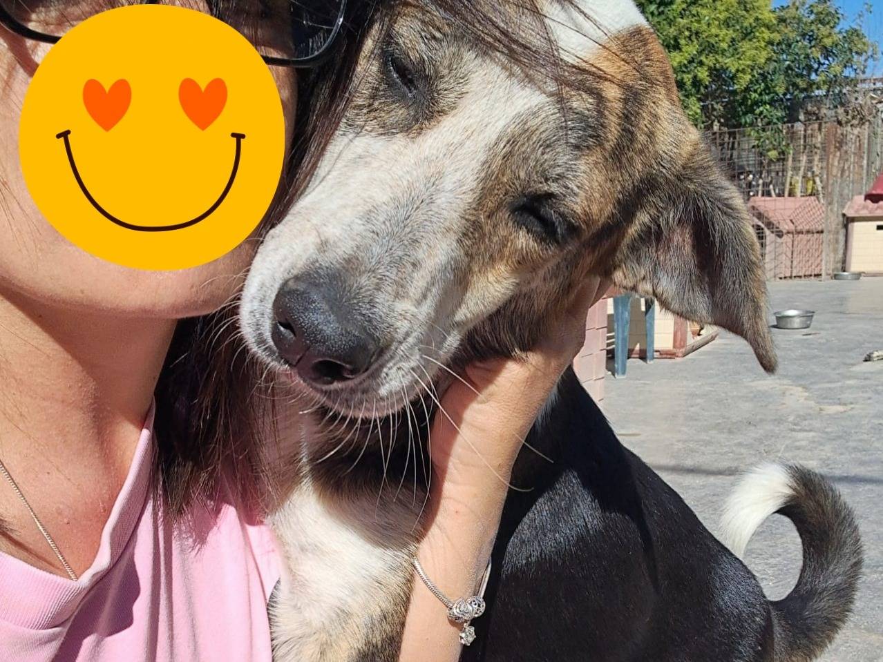 Adotta un cane, taglia media, maschio, Torino