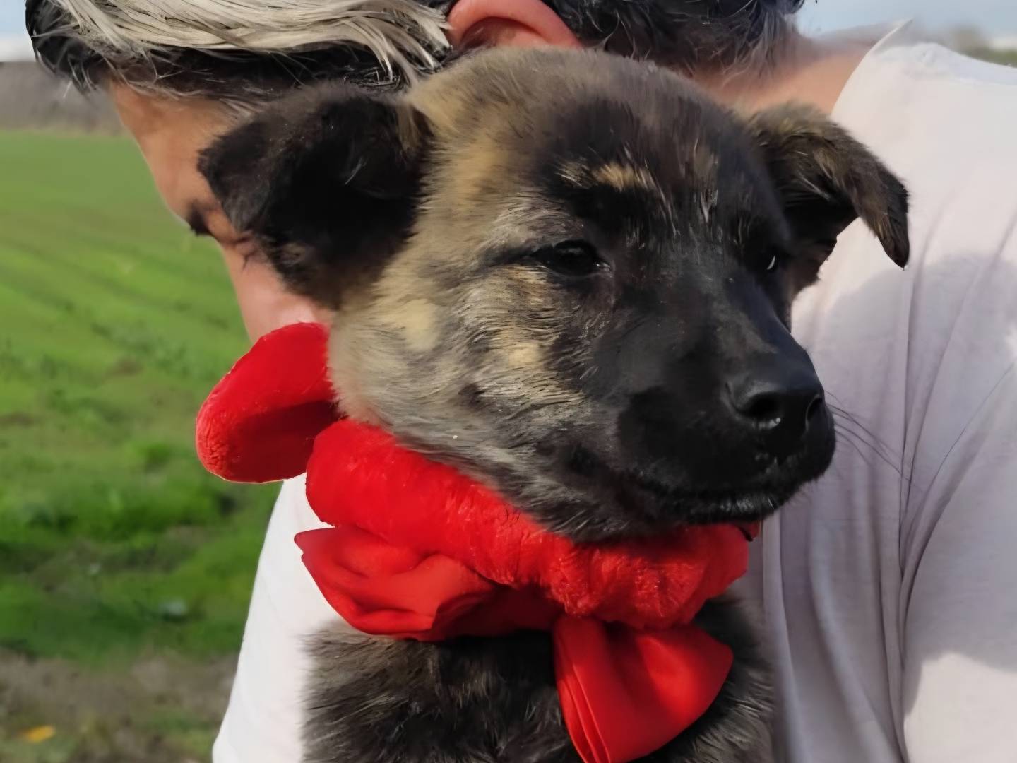 Adozione cane, femmina, Shiba Razza sconosciuta, 4 mesi, taglia piccola, Firenze