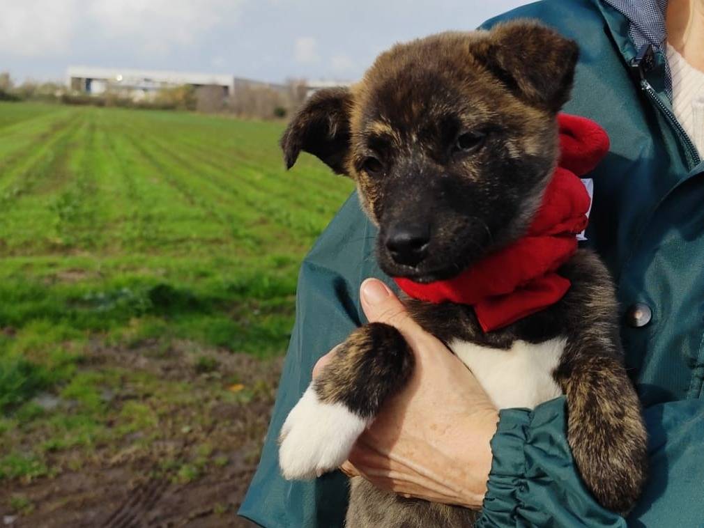 Adotta un cane, femmina, 4 mesi, Firenze
