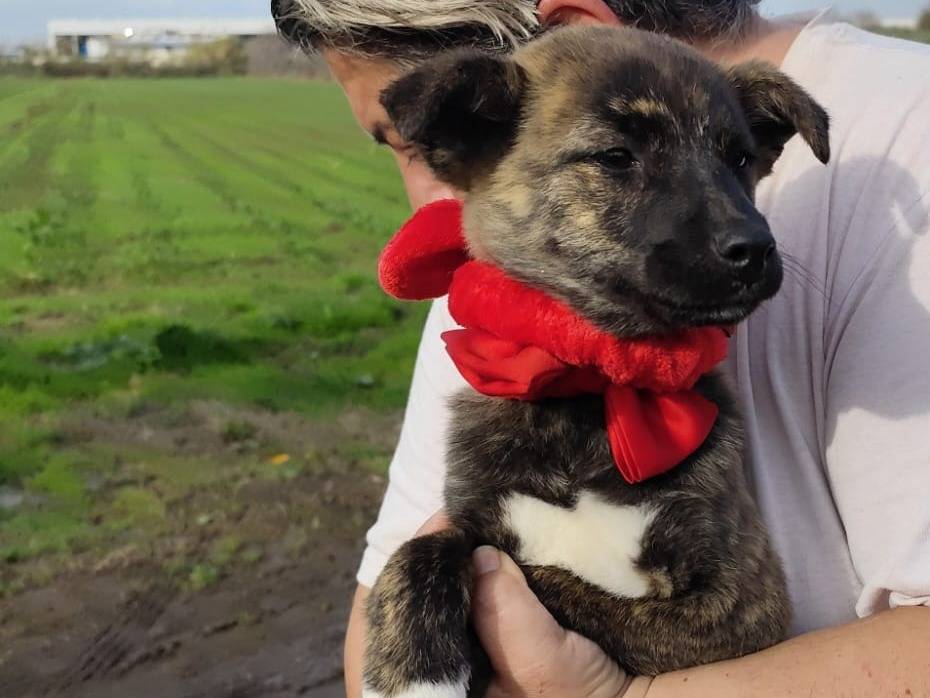 Adotta un cane, taglia piccola, femmina, Firenze