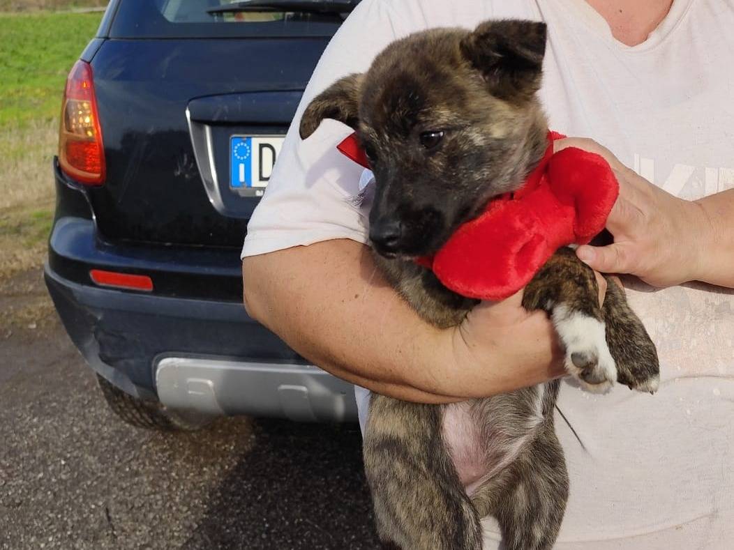 Vuoi adottare un cane a Firenze?