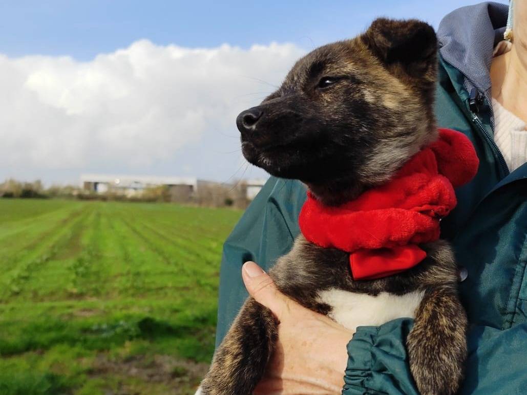 Adotta il cane GEORGI a Firenze