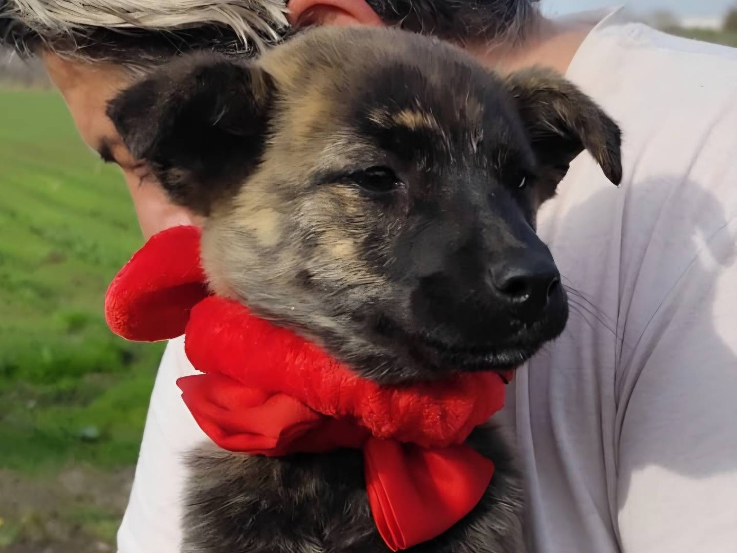 Adozione cane, femmina, Shiba Razza sconosciuta, 4 mesi, taglia piccola, Firenze