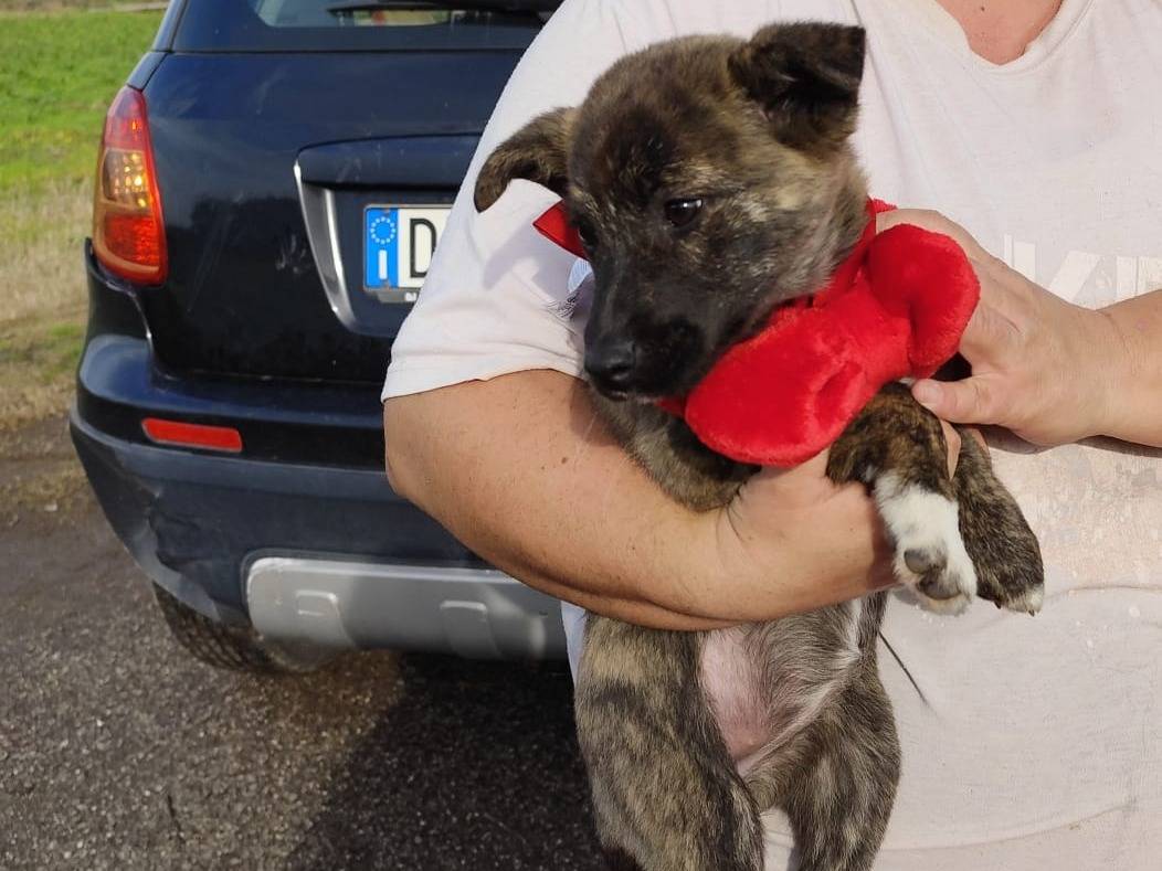 Adotta un cane, taglia piccola, femmina, Firenze