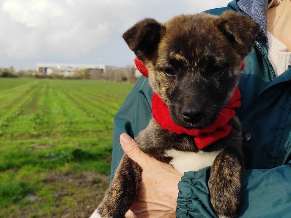 Vuoi adottare un cane a Firenze?