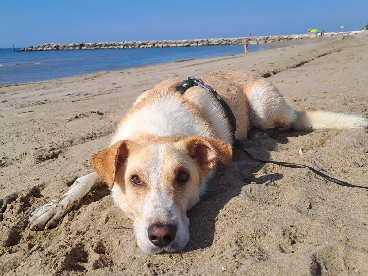 Adozione cane, maschio, Razza sconosciuta Razza sconosciuta, 6 anni e 9 mesi, taglia media contenuta, Milano