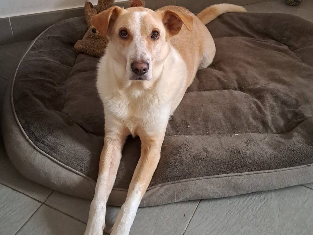 Vuoi adottare un cane a Milano?