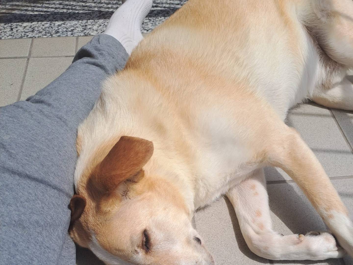 Adotta il cane CHARLIE a Milano