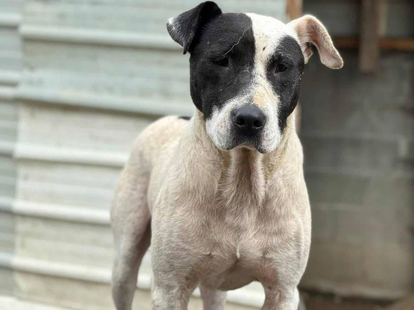 Adotta il cane SPYKE a Firenze