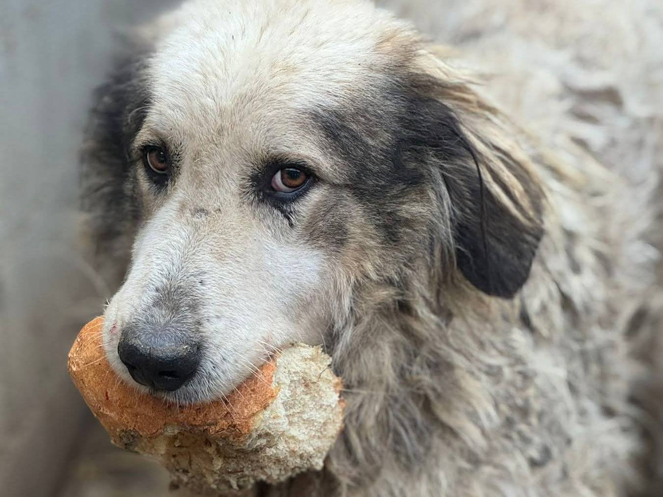 Adotta un cane, maschio, 5 anni e 11 mesi, Firenze