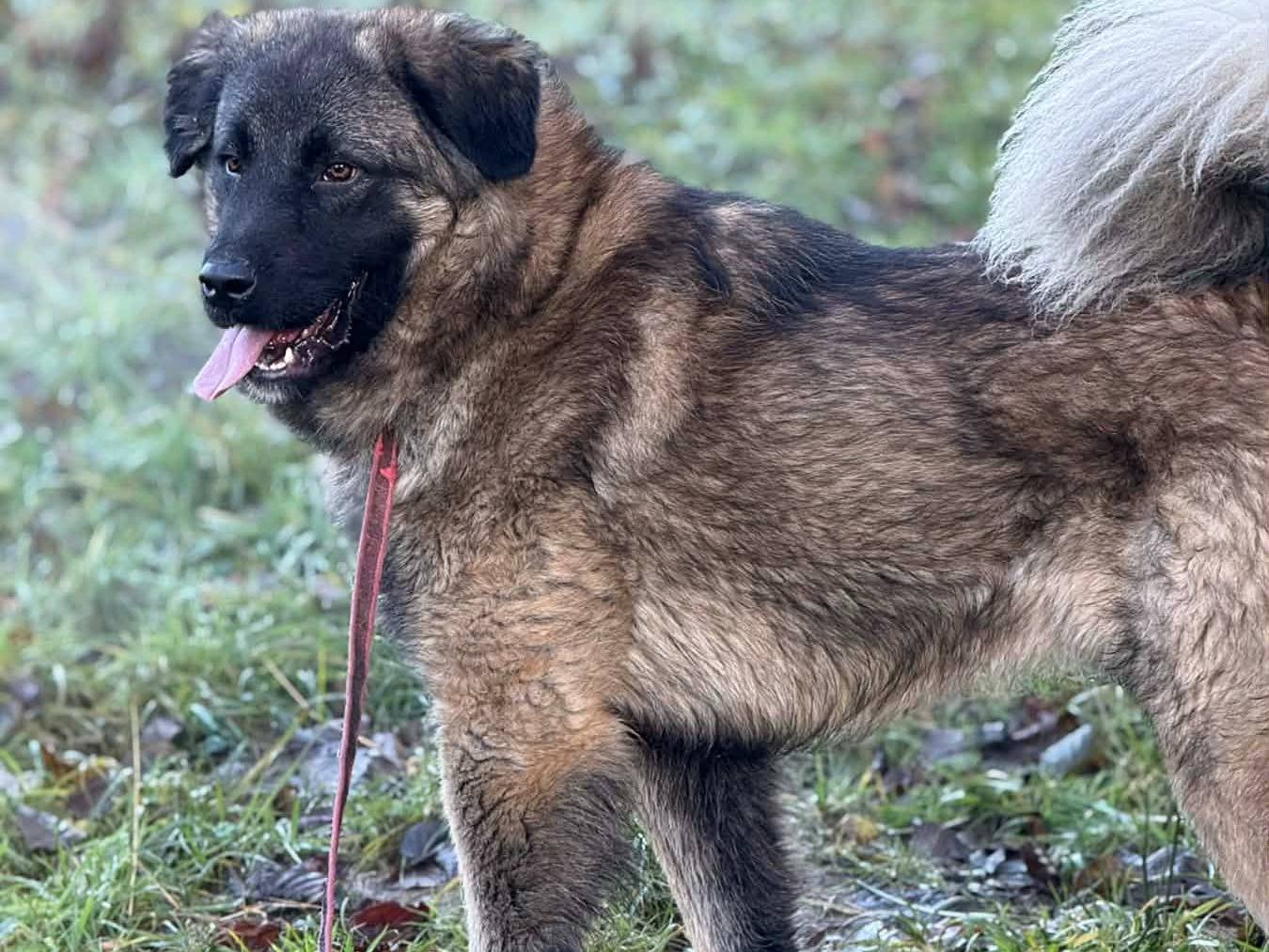Vuoi adottare un cane a Firenze?