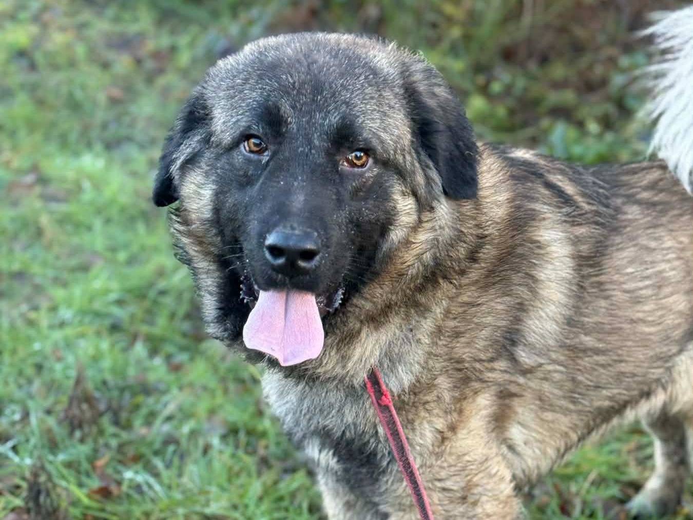 Adotta il cane OLIMPIA ATHENA e ULISSE a Firenze