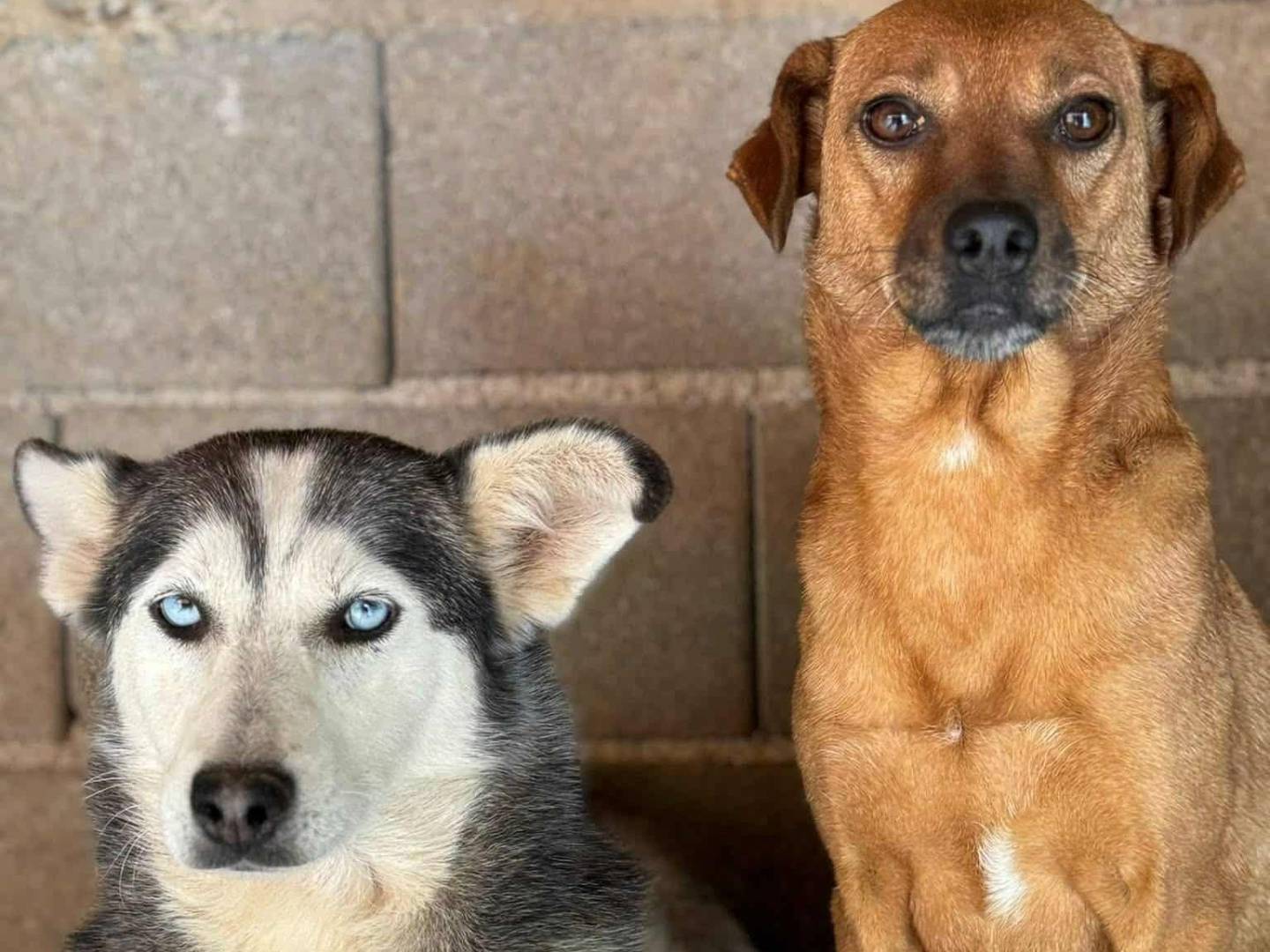 Adozione cane, femmina, Razza sconosciuta Razza sconosciuta, 3 anni e 4 mesi, taglia media contenuta, Firenze