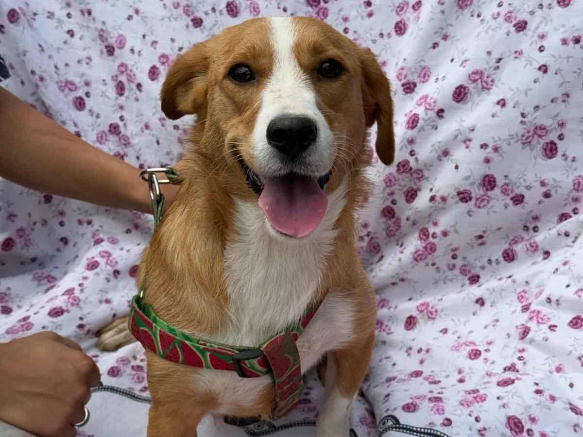 Adotta un cane, taglia media contenuta, femmina, Firenze