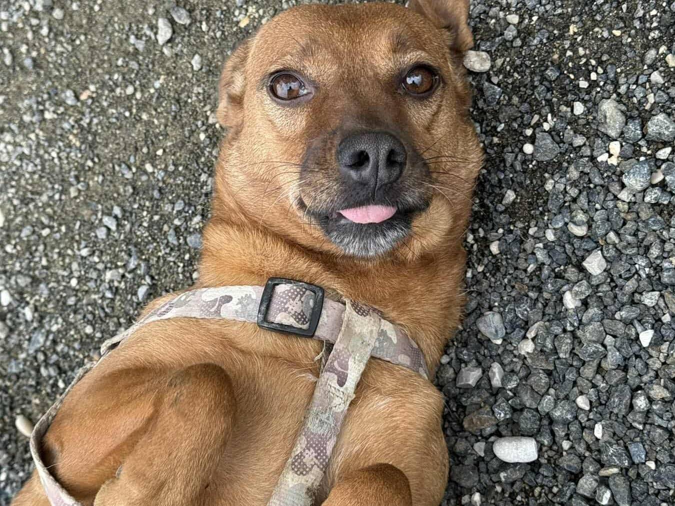 Adotta un cane, femmina, 2 anni e 9 mesi, Firenze