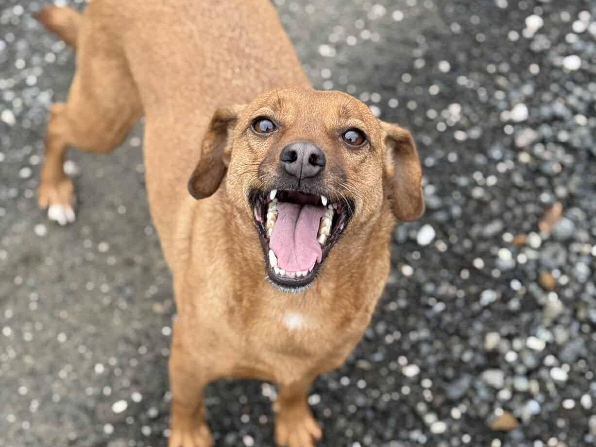 Adotta il cane REDDY a Firenze