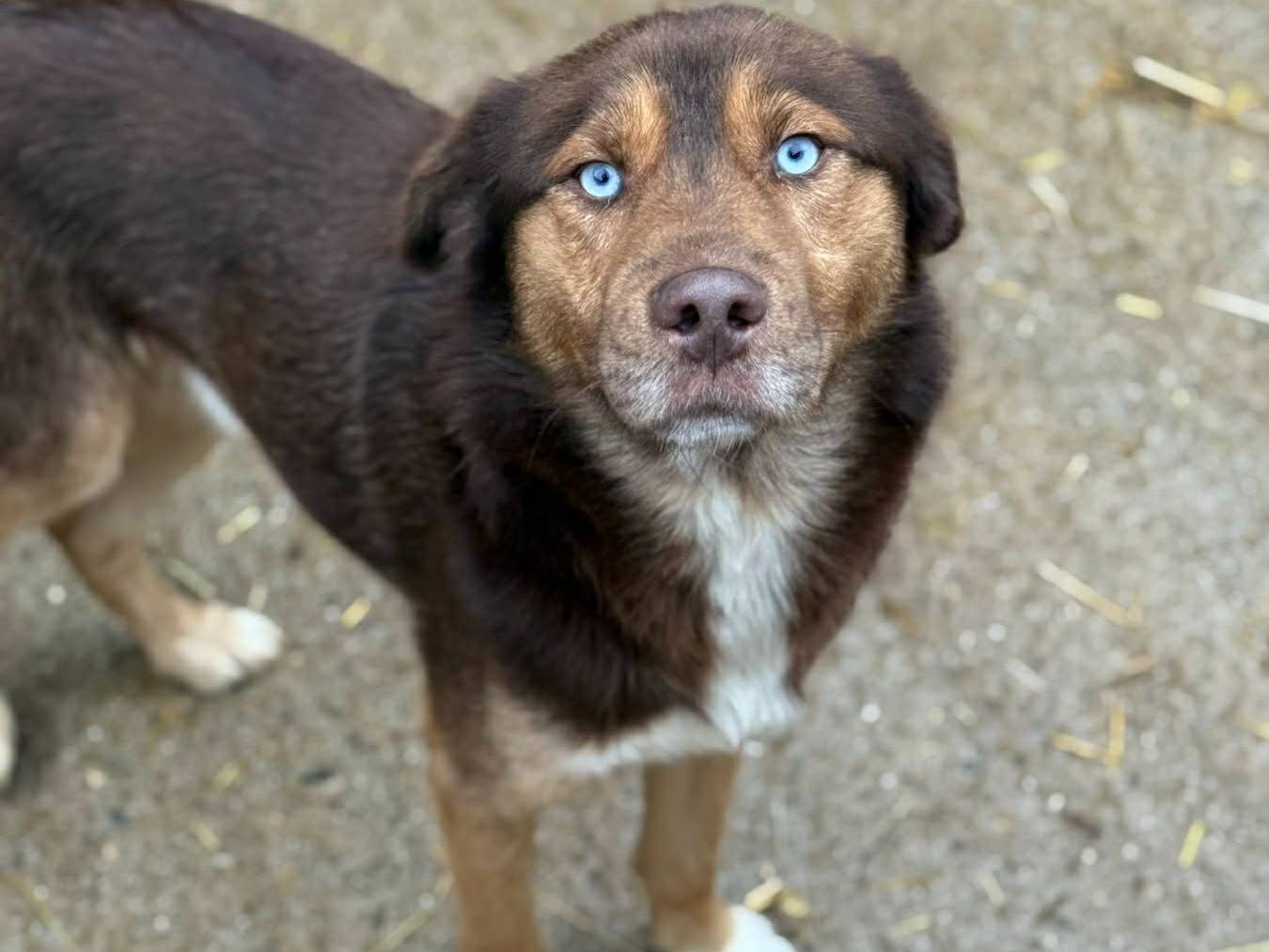 Adotta un cane, maschio, 3 anni e 7 mesi, Firenze