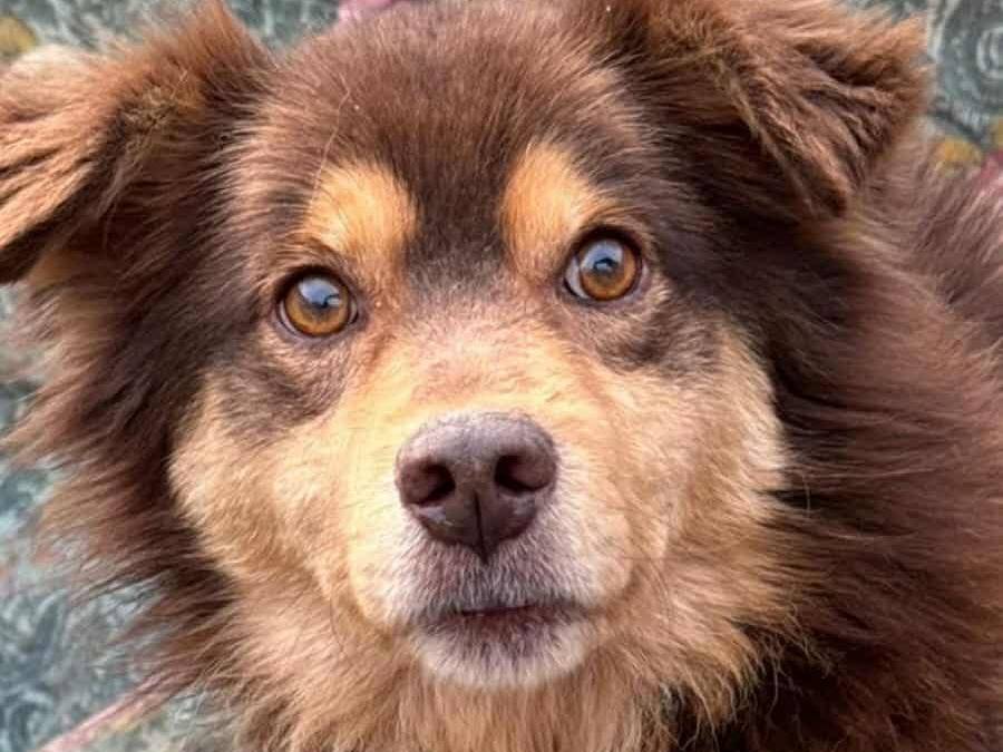 Adotta il cane CHILI a Firenze