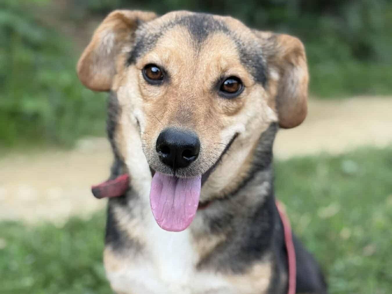 Adozione cane, femmina, Razza sconosciuta Razza sconosciuta, 2 anni e 8 mesi, taglia piccola, Firenze