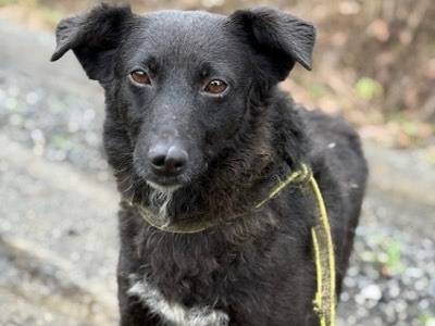 Adotta un cane, femmina, 2 anni e 8 mesi, Firenze