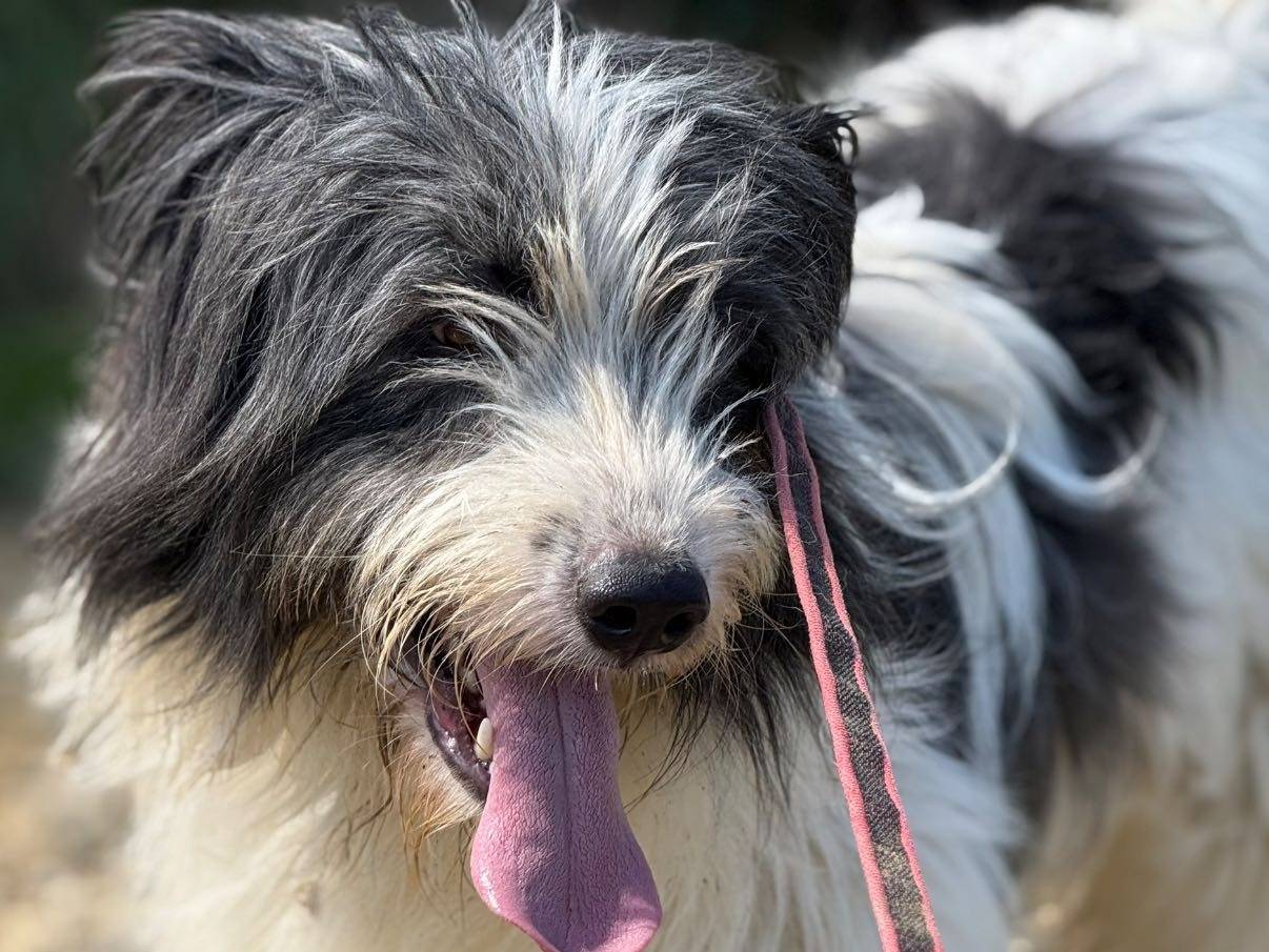 Adotta un cane, taglia media, maschio, Firenze