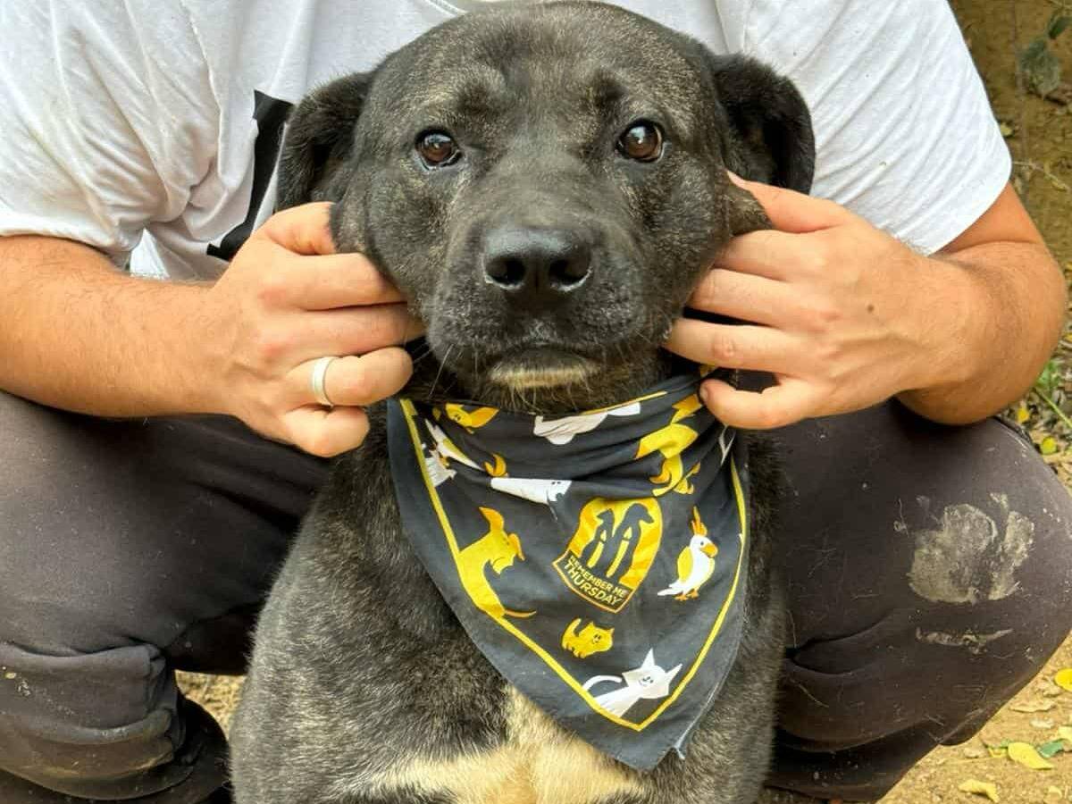 Vuoi adottare un cane a Firenze?