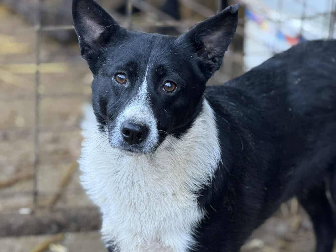 Adotta un cane, taglia media contenuta, femmina, Firenze