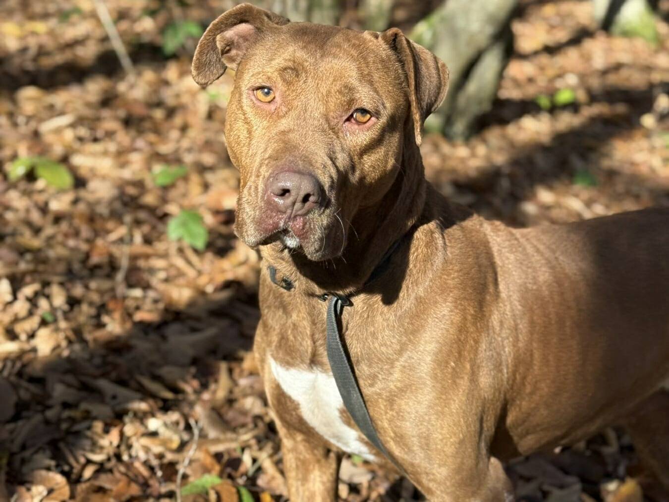 Adozione cane, femmina, American Staffordshire Terrier Shar Pei, 4 anni e 9 mesi, taglia grande, Firenze