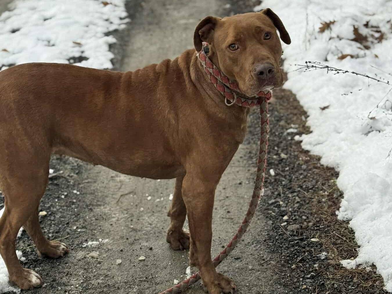 Adotta il cane AFRODITE a Firenze