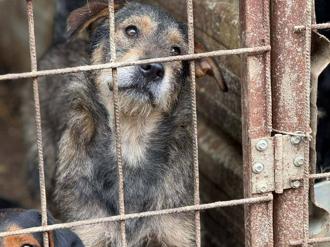 Adotta il cane BACON a Firenze