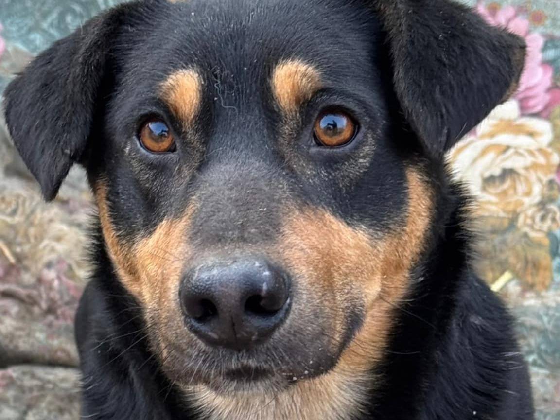 Adotta un cane, taglia media contenuta, maschio, Firenze