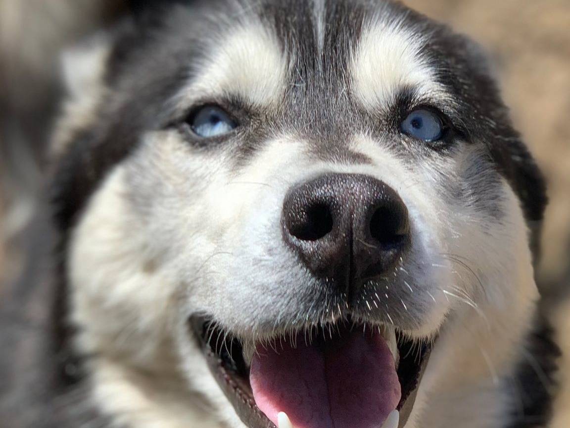 Adotta un cane, femmina, 1 anno e 9 mesi, Firenze
