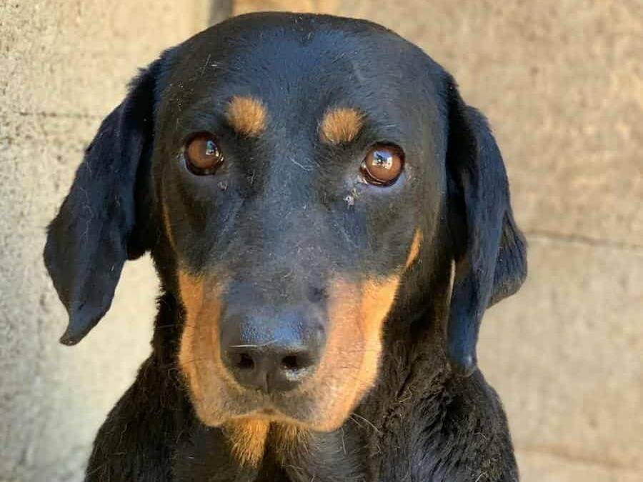Adotta un cane, femmina, 4 anni e 1 mese, Firenze