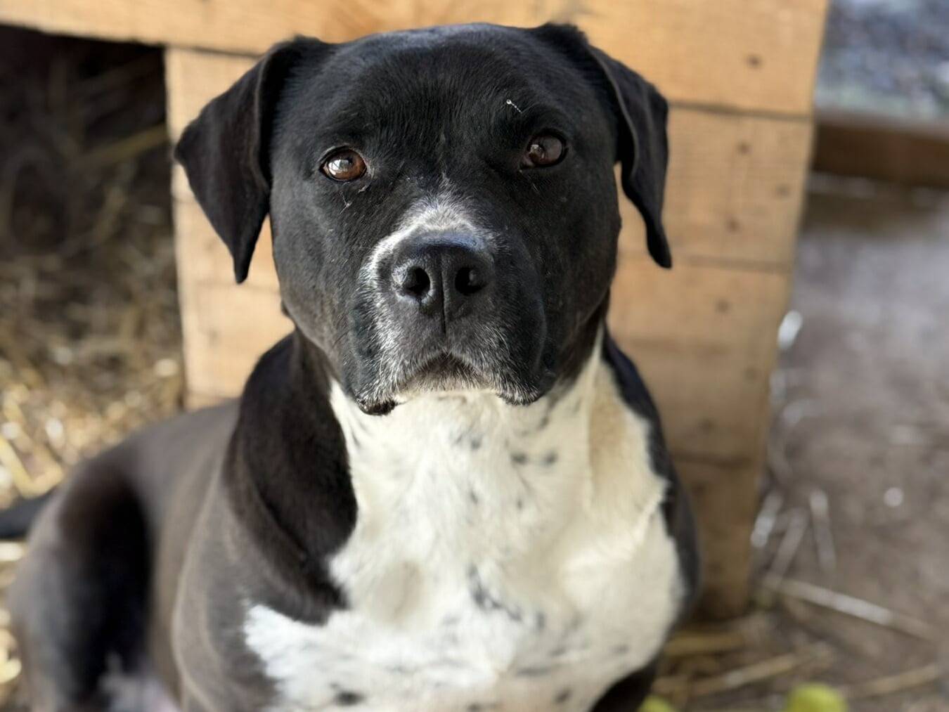 Adozione cane, femmina, Staffordshire Bull terrier Razza sconosciuta, 5 anni e 9 mesi, taglia media, Firenze