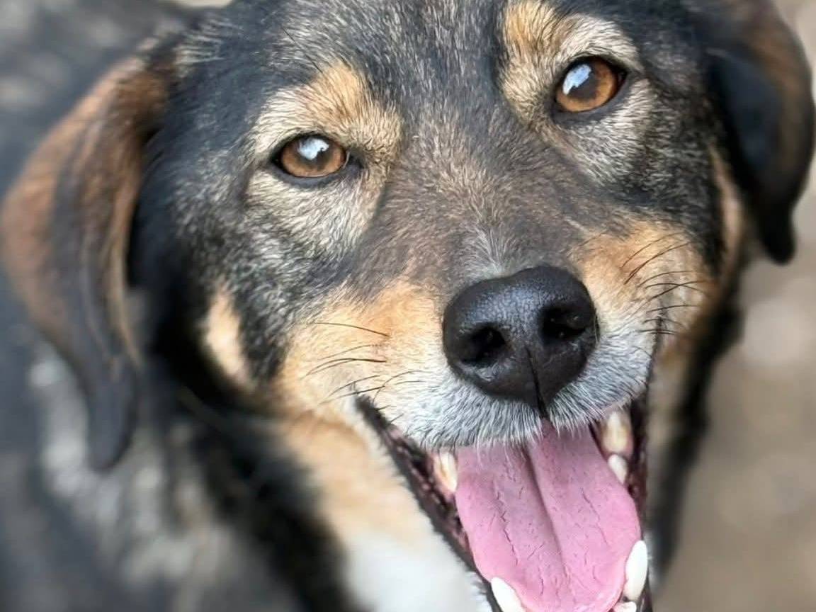 Adozione cane, maschio, Razza sconosciuta Razza sconosciuta, 3 anni e 10 mesi, taglia media contenuta, Firenze