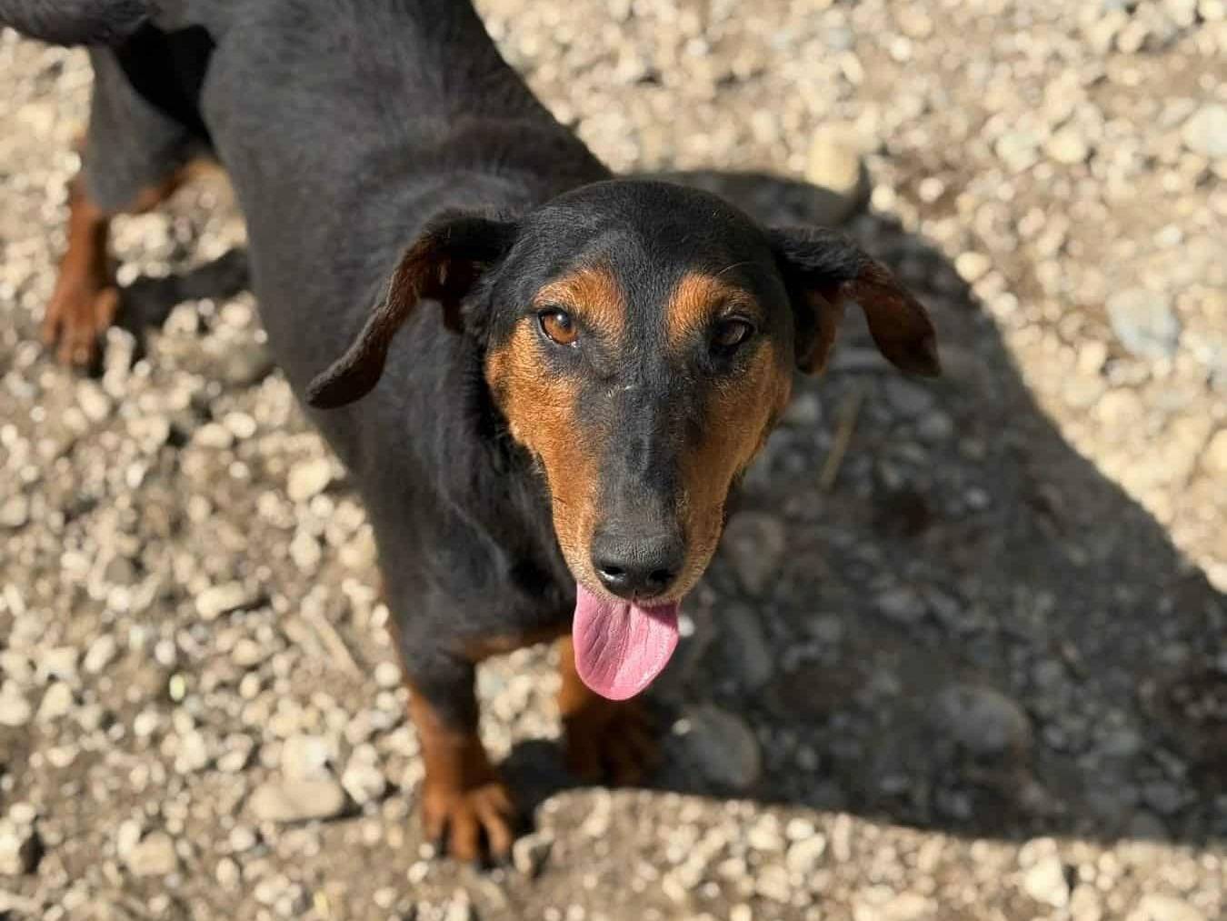 Vuoi adottare un cane a Firenze?