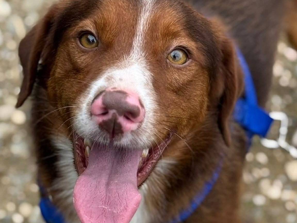 Adozione cane, maschio, Razza sconosciuta Razza sconosciuta, 2 anni e 1 mese, taglia media contenuta, Firenze