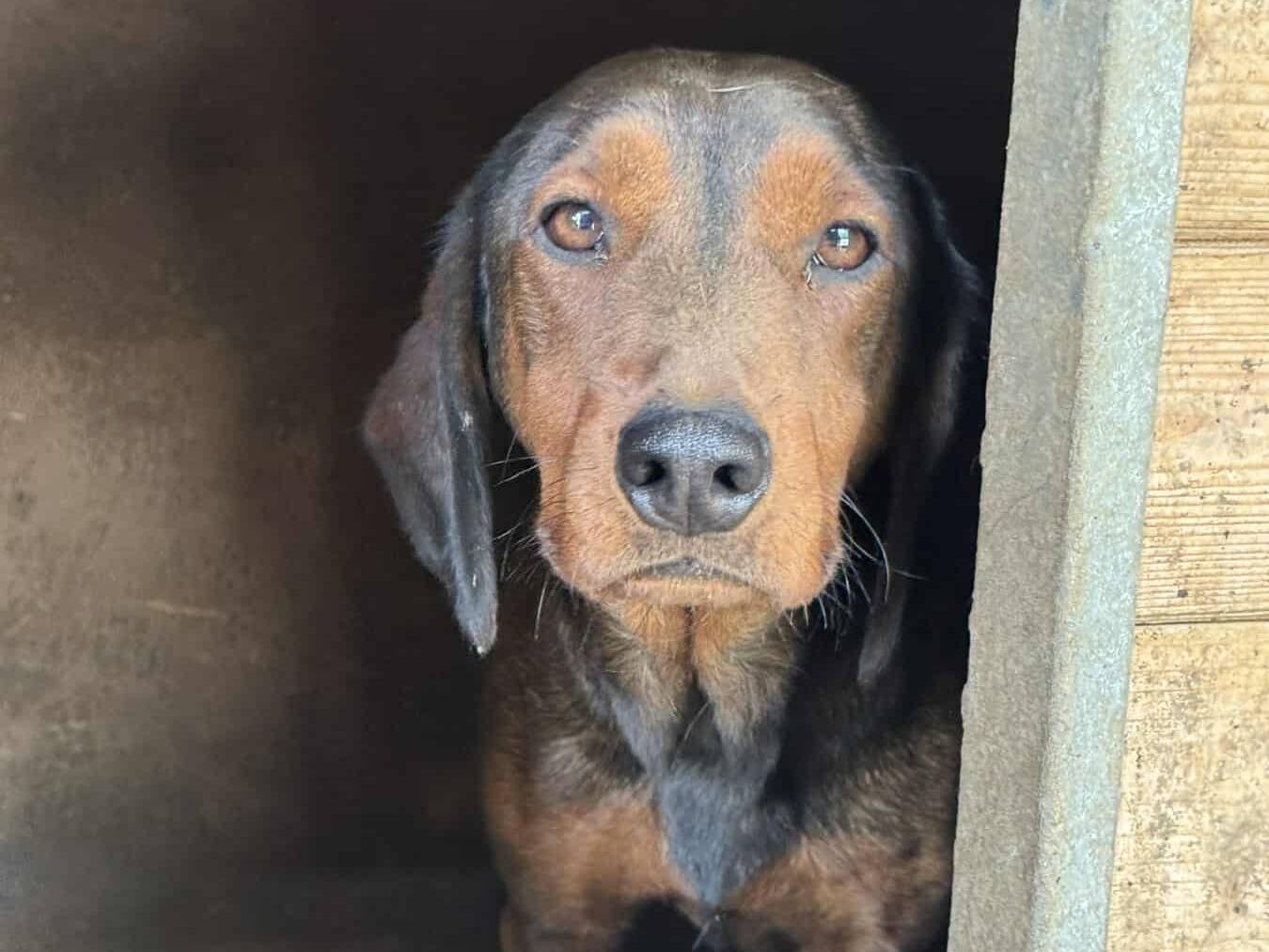 Adozione cane, femmina, Razza sconosciuta Razza sconosciuta, 3 anni e 10 mesi, taglia media, Firenze