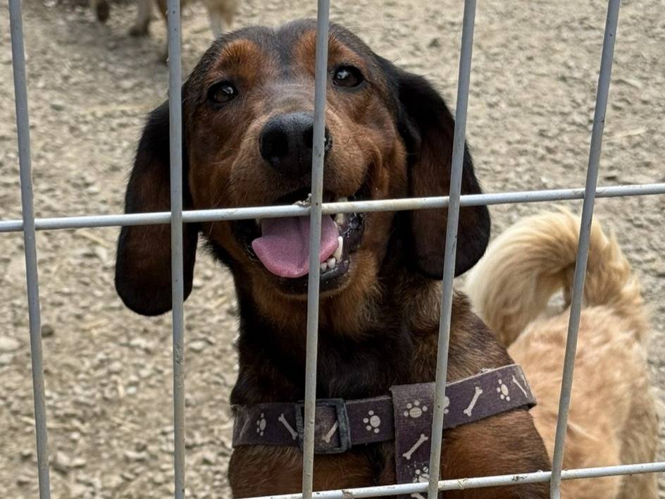 Vuoi adottare un cane a Firenze?