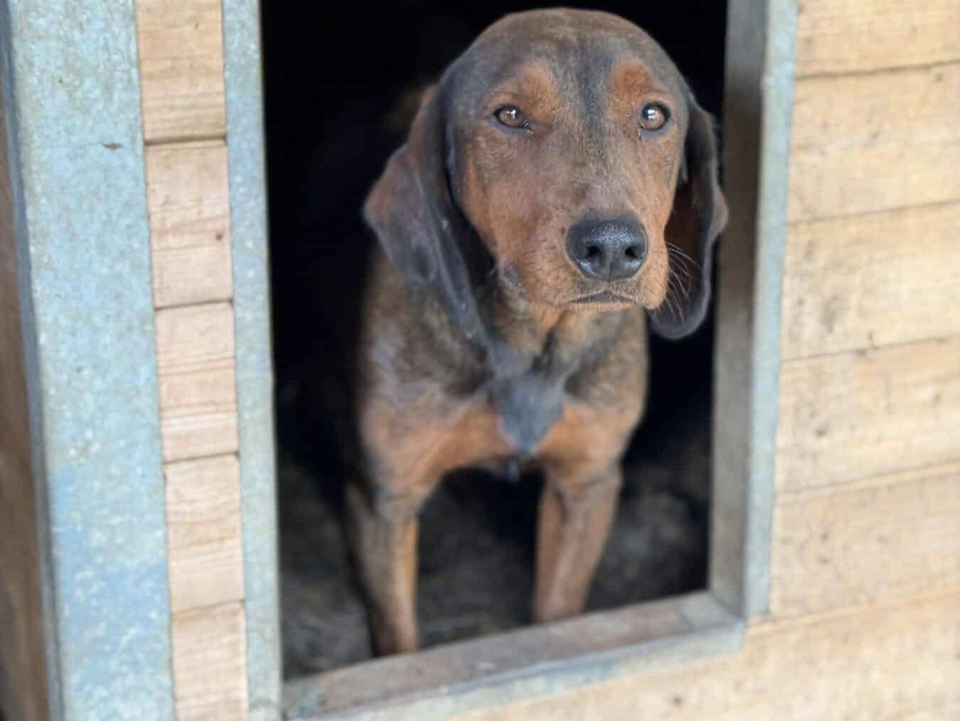 Adotta il cane NOXY a Firenze