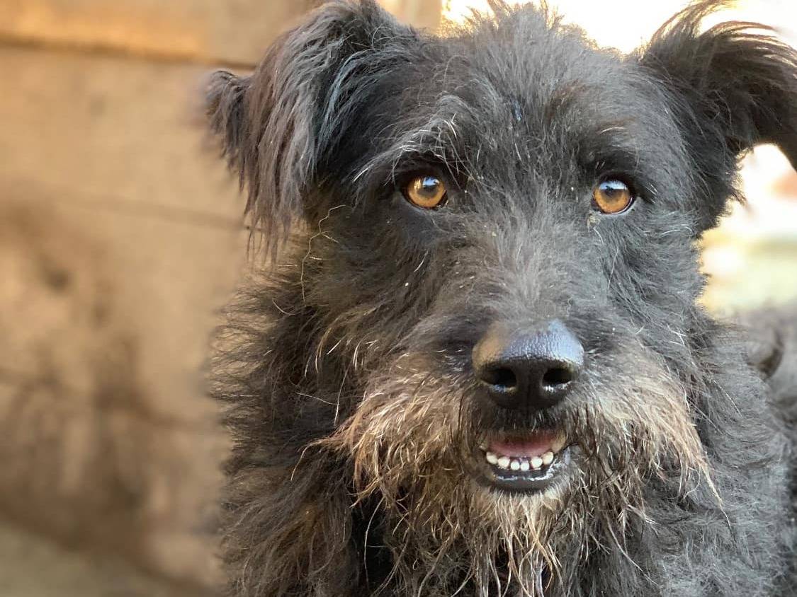 Adotta un cane, maschio, 3 anni, Firenze
