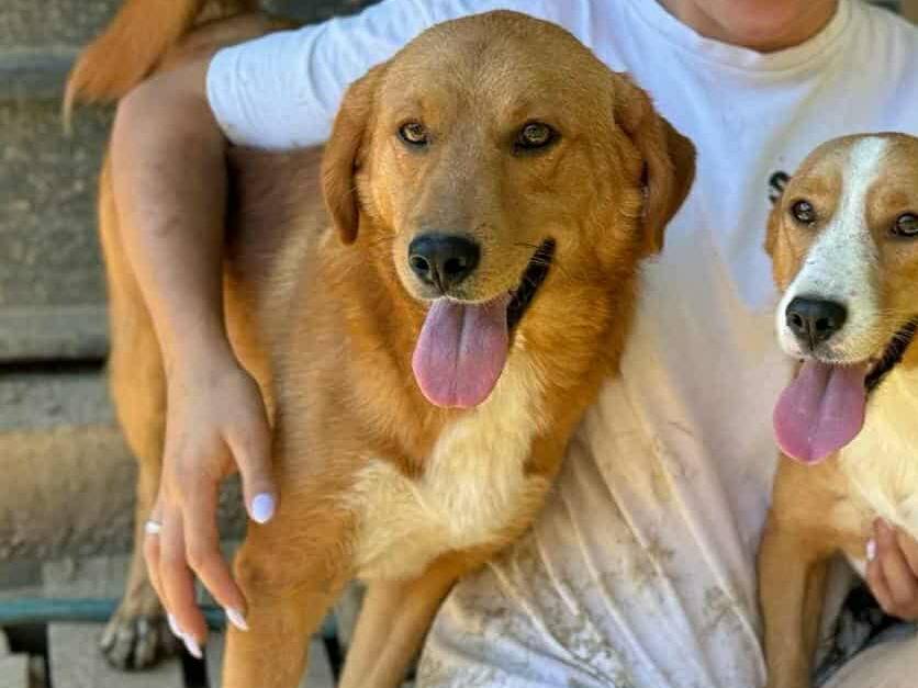 Adotta il cane LENNY a Firenze