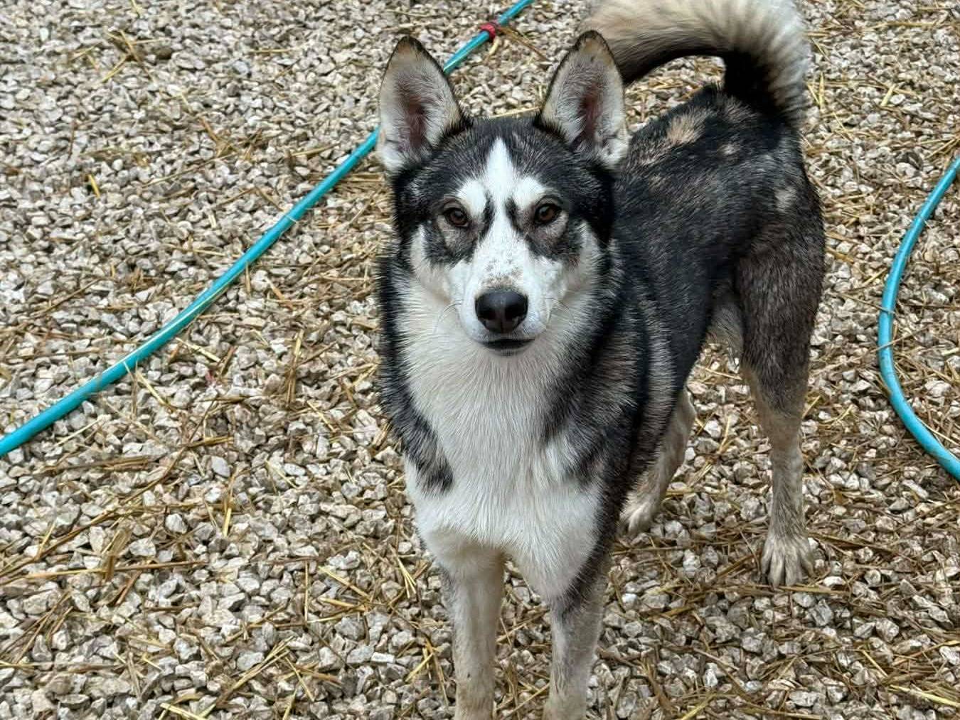 Adotta il cane BALTO a Firenze