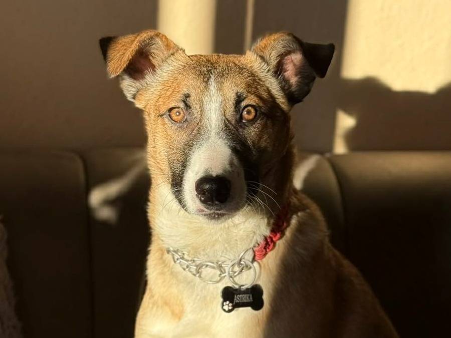 Adotta un cane, femmina, 9 mesi, Firenze