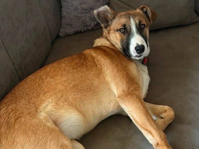 Adotta un cane, taglia media, femmina, Firenze